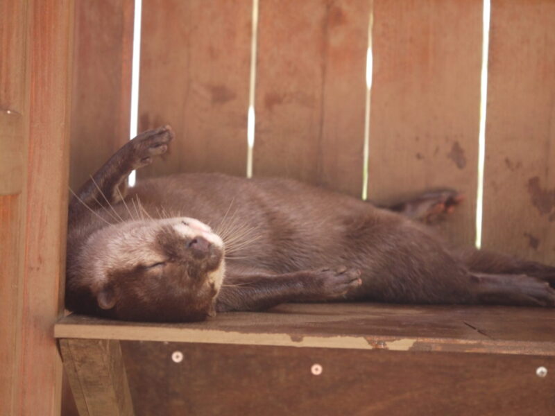智光山こども公園で撮影したコツメカワウソが昼寝をしている写真