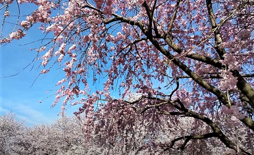 202204001ミモザ広場の桜