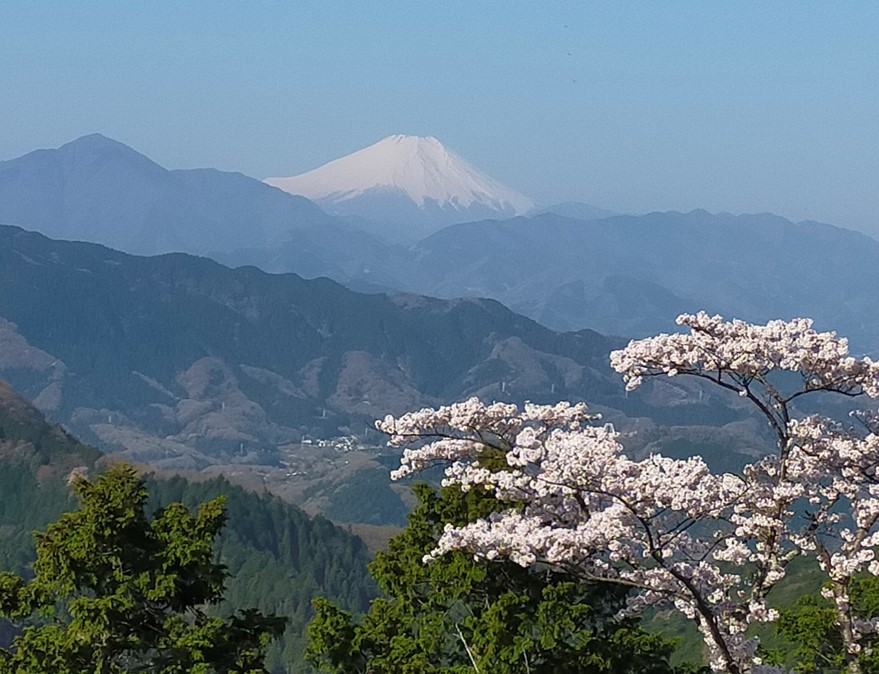 高尾山山頂のお花見見どころスポットを撮影した写真