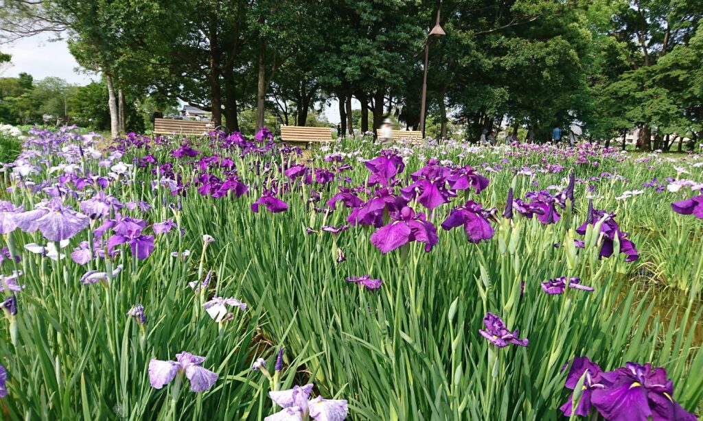 2017年6月13日撮影に水元公園で花菖蒲を撮影した写真