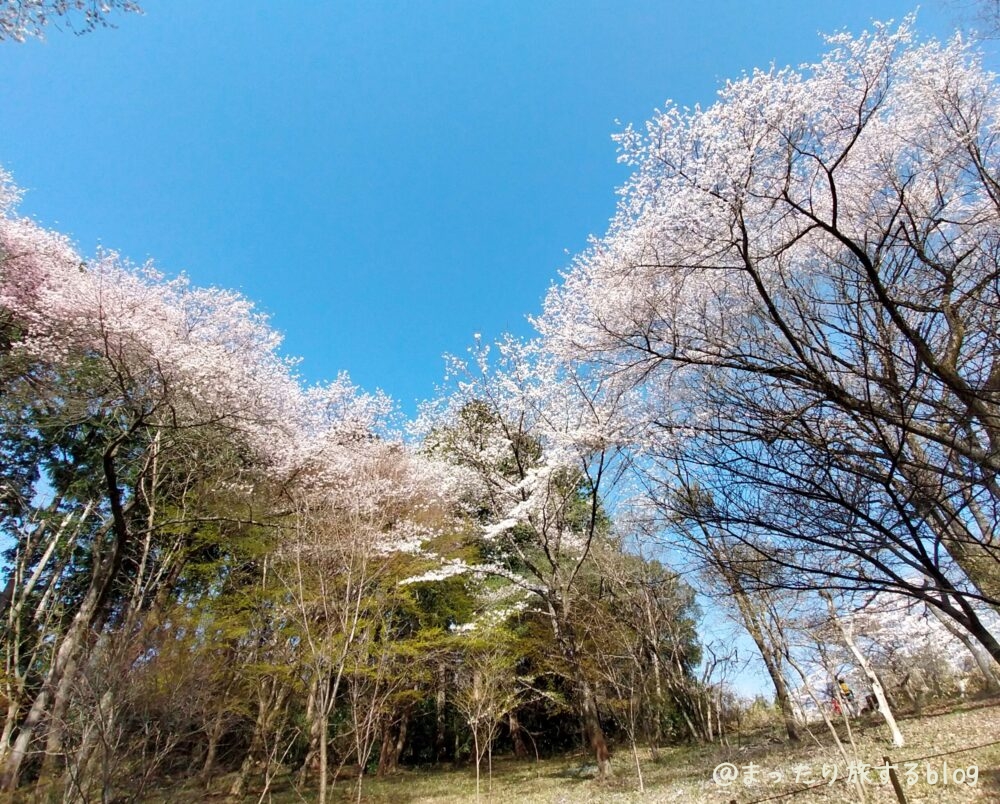 奥高尾の一丁平の山桜