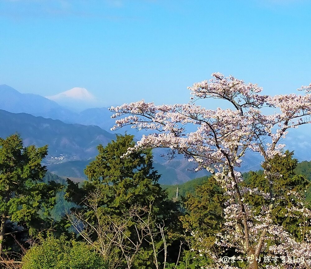 高尾山山頂の桜
