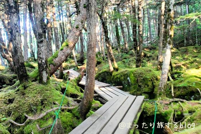 白駒の池を散策した時に撮影した写真